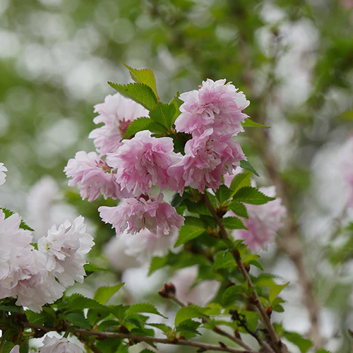 Zuzu® Flowering Cherry Shrub - Image 6
